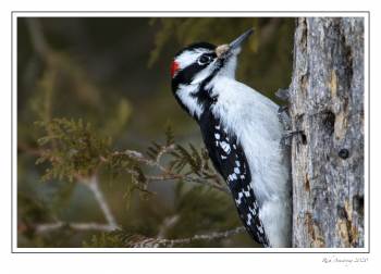Hairy woodpecker 2 copy.jpg